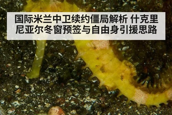 国际米兰中卫续约僵局解析 什克里尼亚尔冬窗预签与自由身引援思路